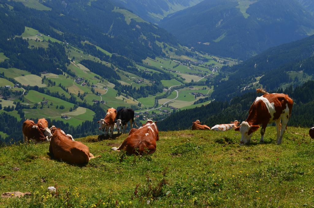 Haus Brugglbach Lägenhet Kirchberg in Tirol Exteriör bild